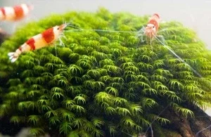 Aquariumplanten voor garnalen 