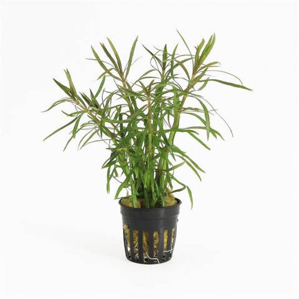 Pogostemon Stellatus
