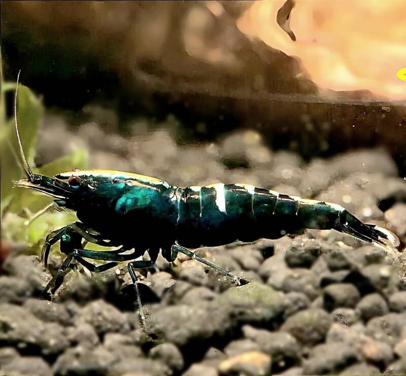 Black Taitibee garnalen kopen