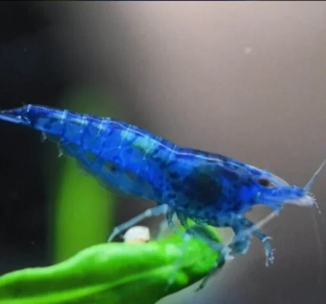 Blauwe garnalen aquarium kopen