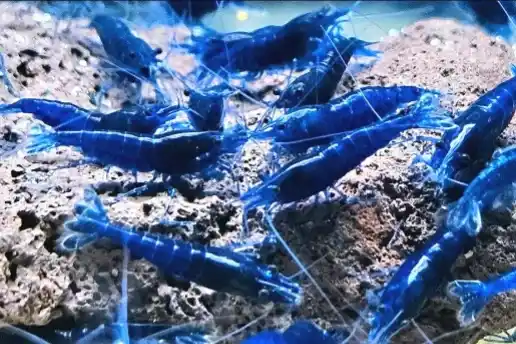 Neocaridina Blue Dream garnalen