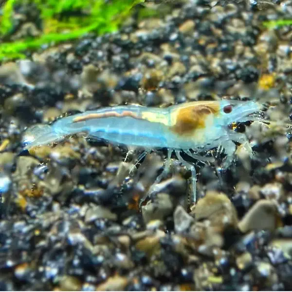 Neocaridina Blue Jelly