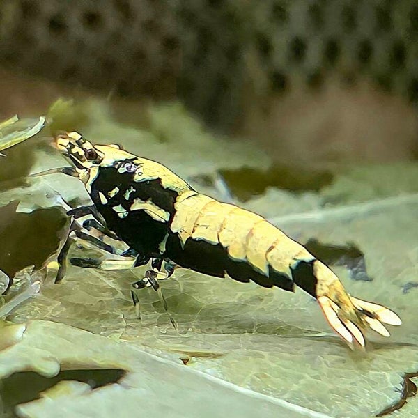 Boa garnalen low/med grade