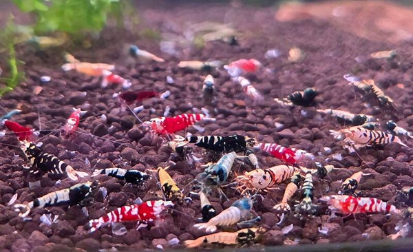 Caridina garnalen startgroep - 10 stuks mix