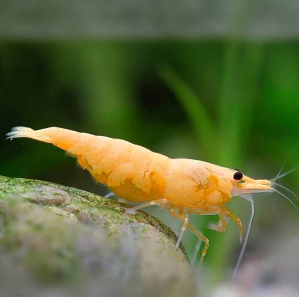 Crested Cream garnalen (Neocaridina)