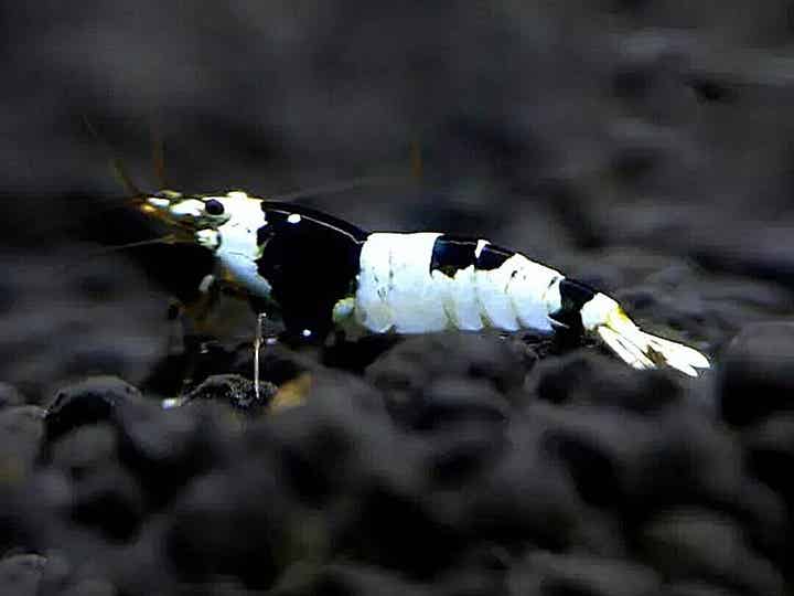 Crystal black garnalen PBL