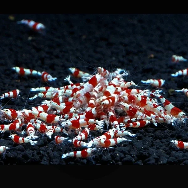 Caridina Crystal red garnalen 