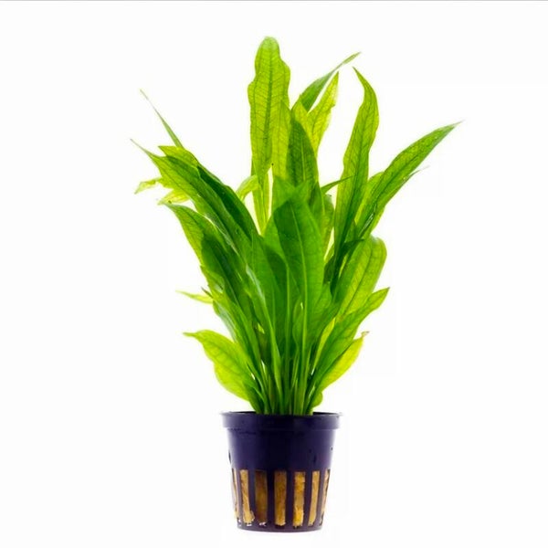 Echinodorus Bleheri - Amazonezwaardplant