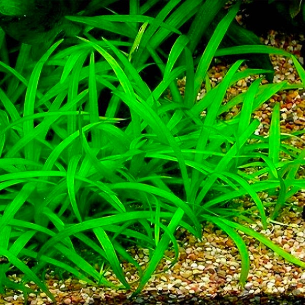 Echinodorus Tenellus - Bodembedekker