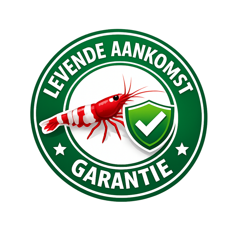 Neocaridina garnalen kopen 