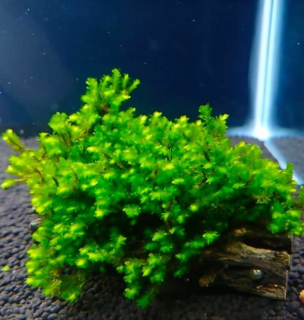 Hookeriaceae sp. Distichophyllum mos