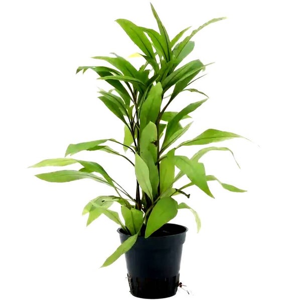 Hygrophila Angustifolia