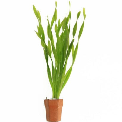 Vallisneria Asiatica Groen