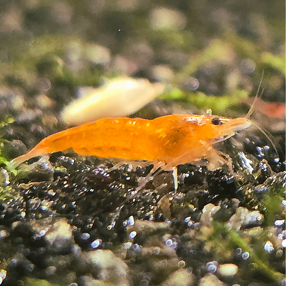 Sunkist garnalen Neocaridina