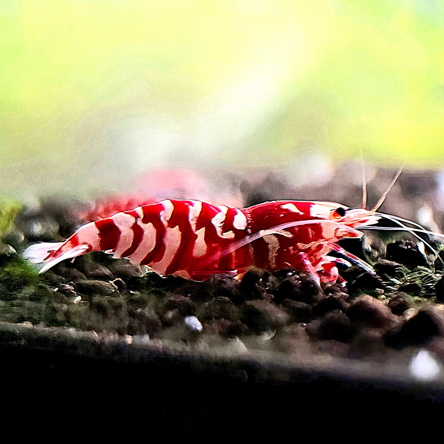 Red Fancy Tiger garnalen in een nano-aquarium met planten – Caridina garnalen verzorging en kopen