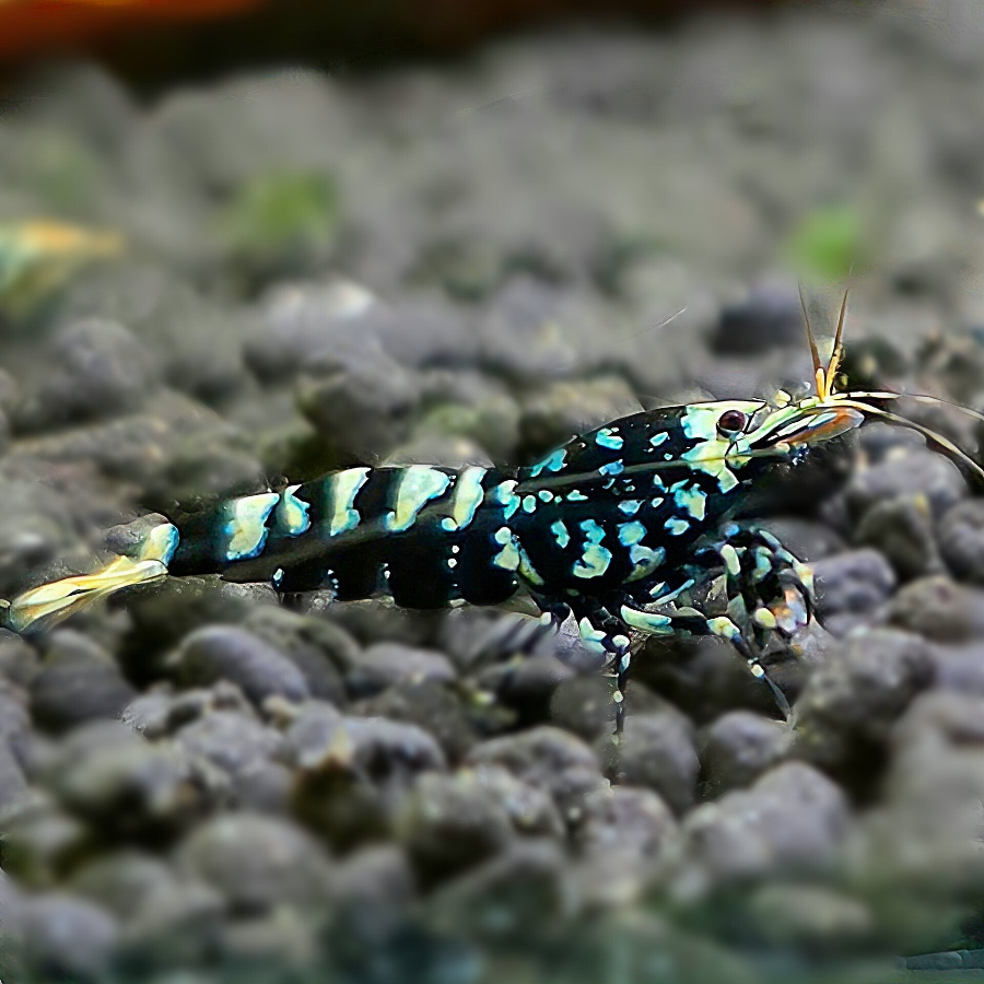 Black Galaxy Zebra stardust garnalen in aquarium te bestellen 