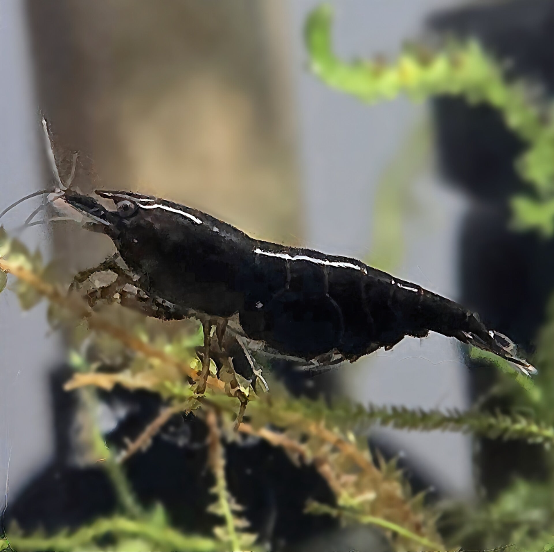 Black Rose garnalen (Neocaridina)