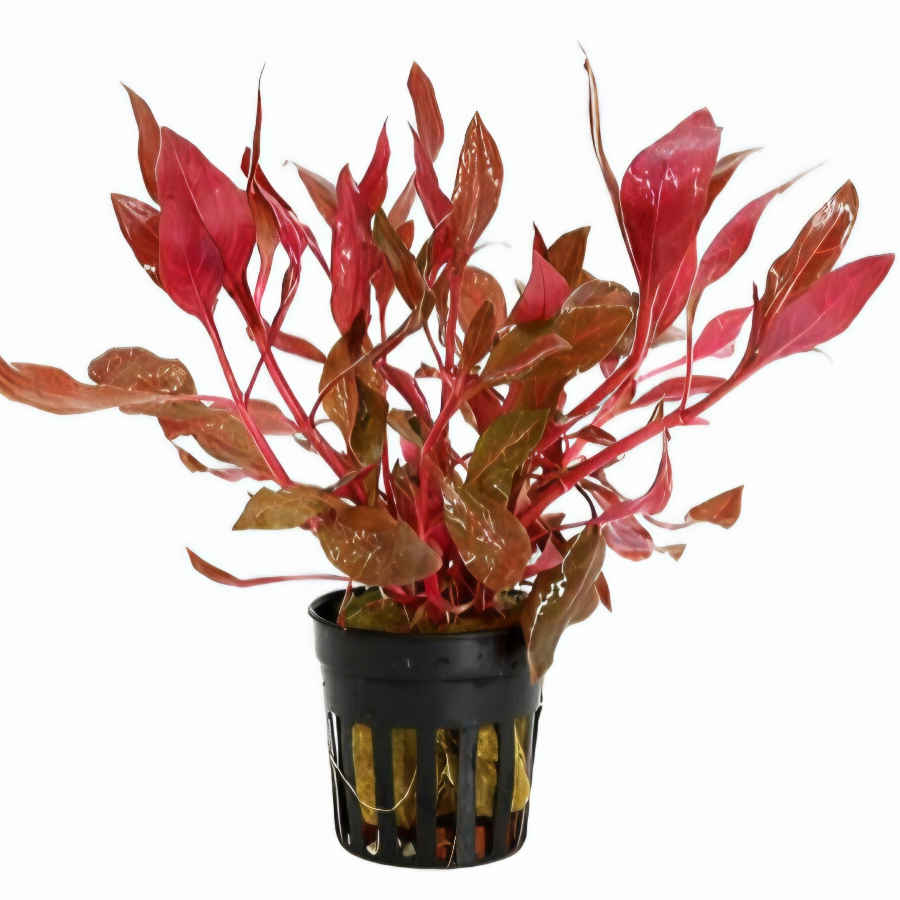 Alternanthera Cardinalis Rosanervig