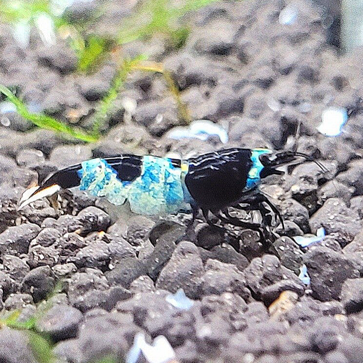 Shadow Panda garnalen