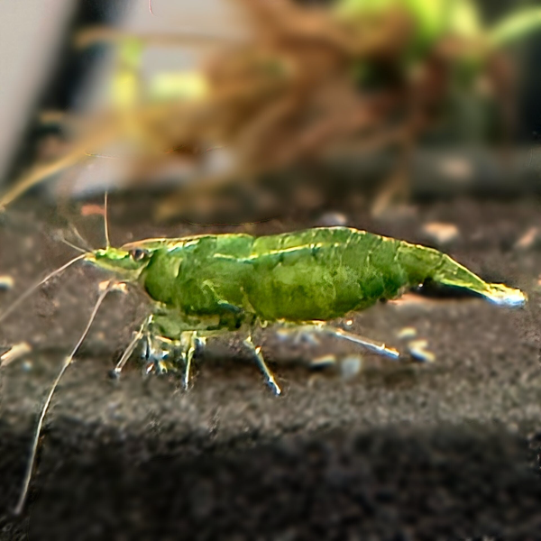 Green Jade garnaal