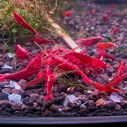 Neocaridina Red Sakura garnalen