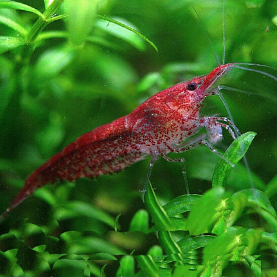 Vuurgarnalen (Red Cherry Garnalen)