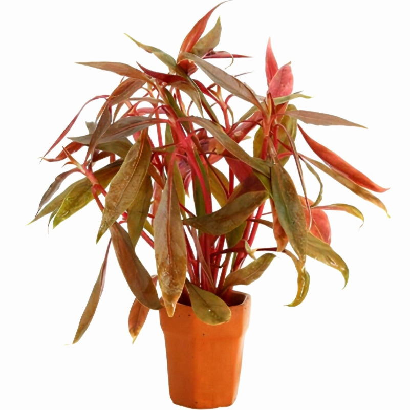 Alternanthera Roseafolia