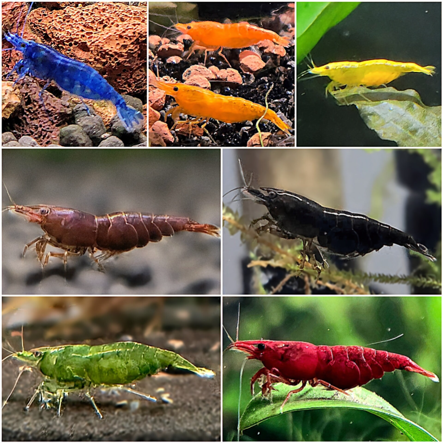 Neocaridina garnalen kopen aquarium