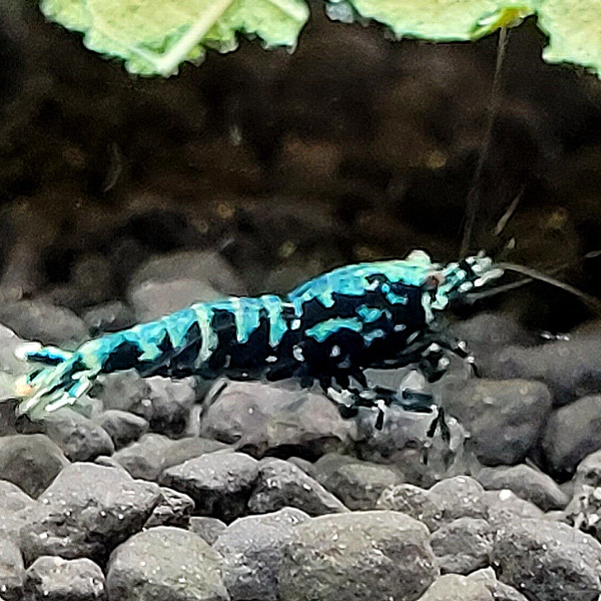 Black Galaxy fishbone garnalen