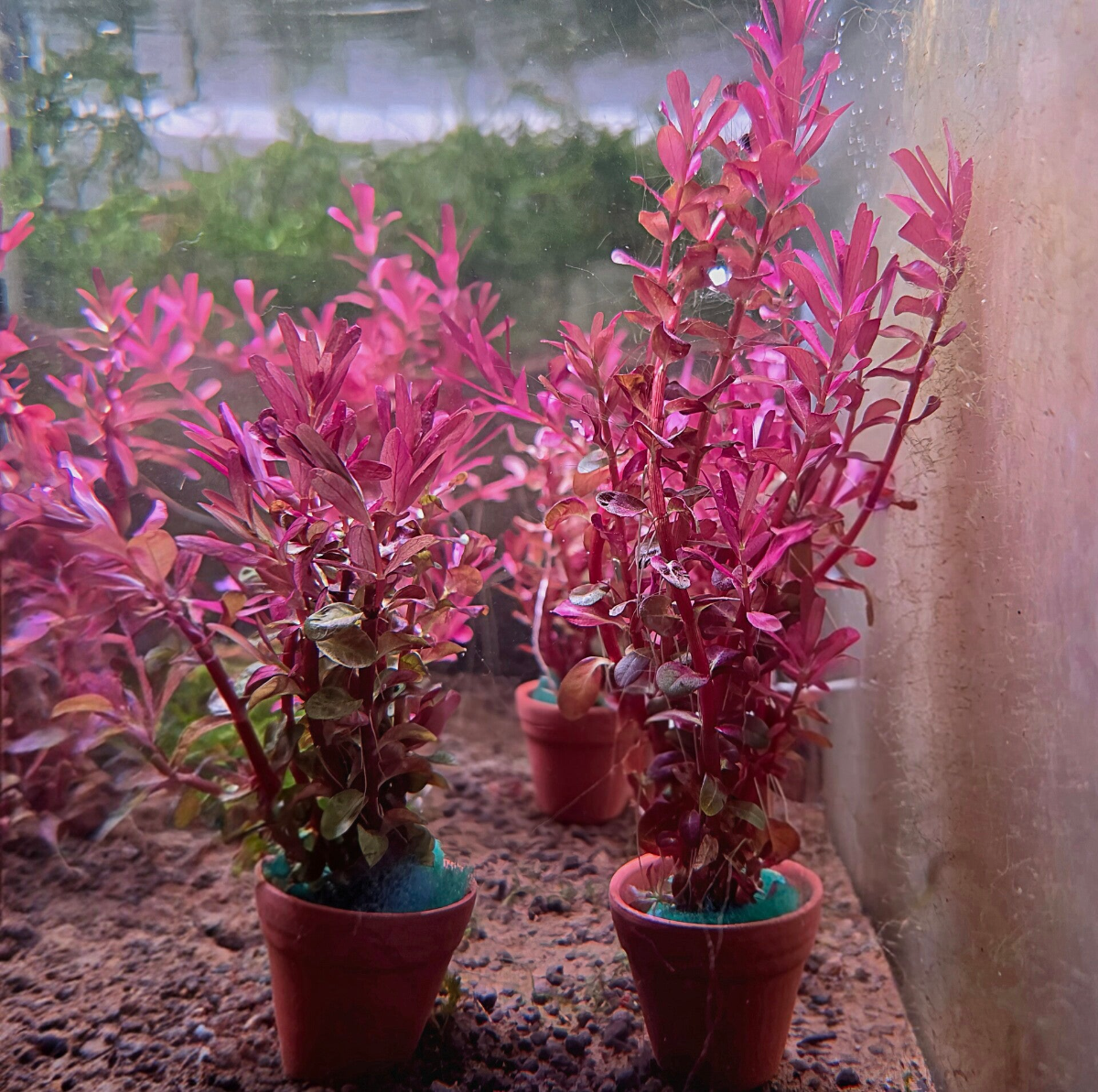 Rotala blood red