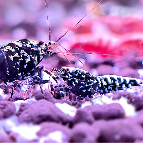 Black Snowfall / Stardust garnalen (Caridina)