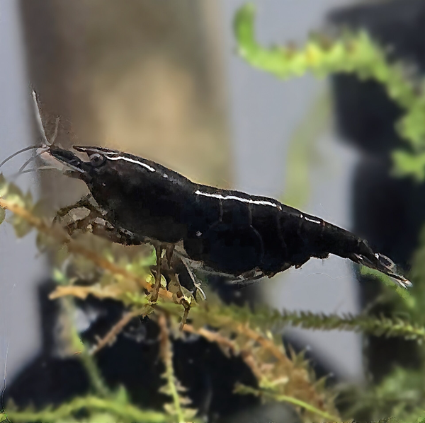 Black Rose garnalen (Neocaridina)