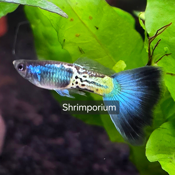 Blue Sapphire guppen