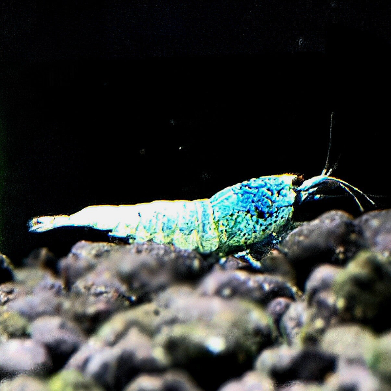 Blue Steel garnalen in een nano-aquarium met planten – Caridina garnalen verzorging en kopen