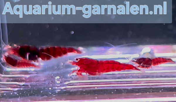 Batch 4 Caridina Red Tibee garnalen