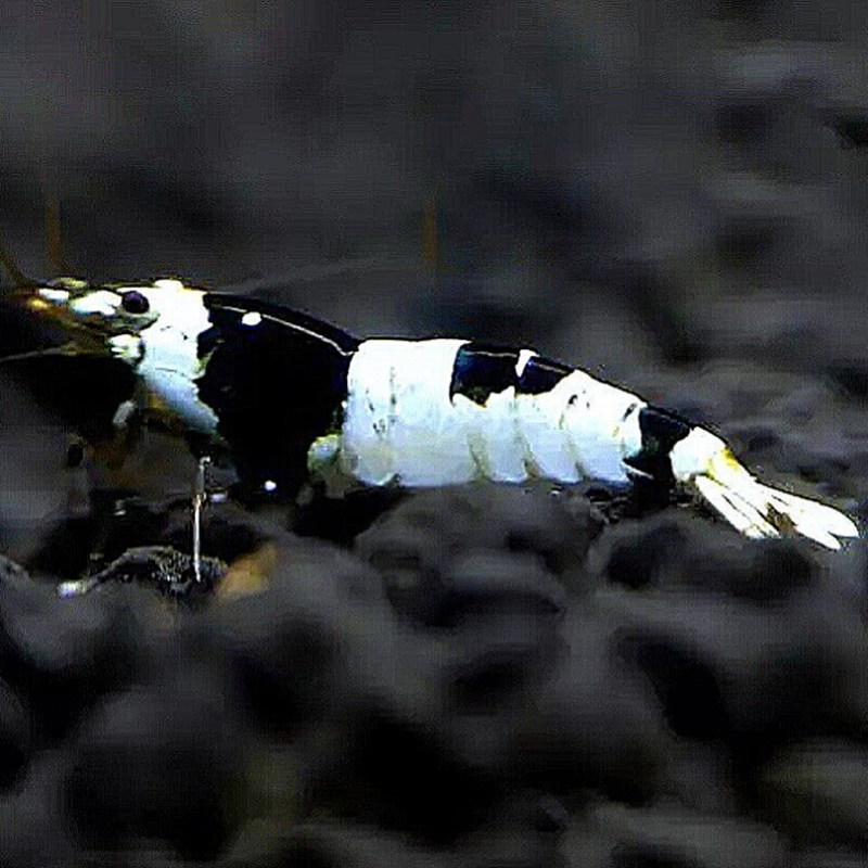 Crystal black garnalen in nano aquarium voor verkoop