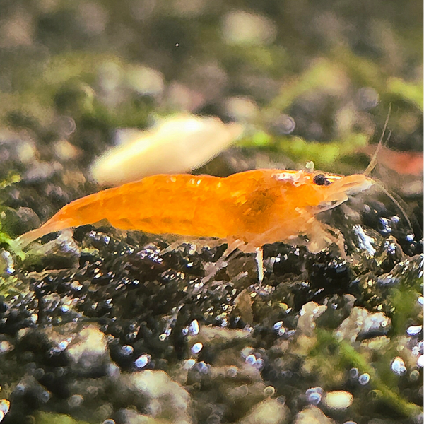 Sunkist garnalen Neocaridina