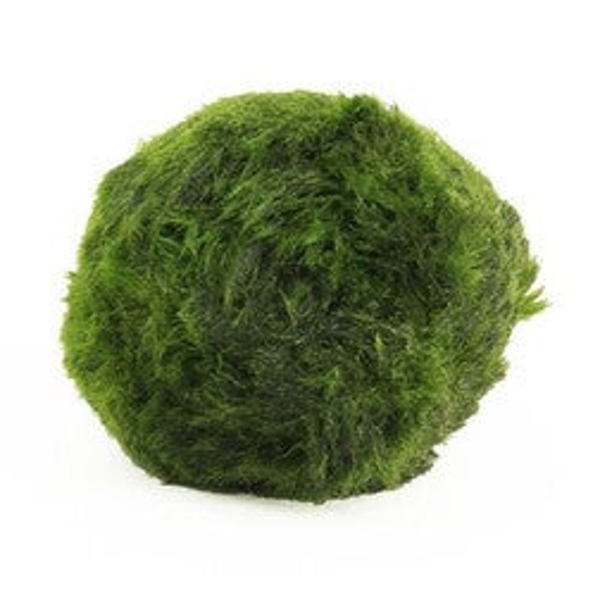 Mosbal aquarium, cladophora aegagrophila