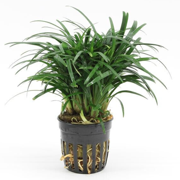 Ophiopogon Japonica Pusillus