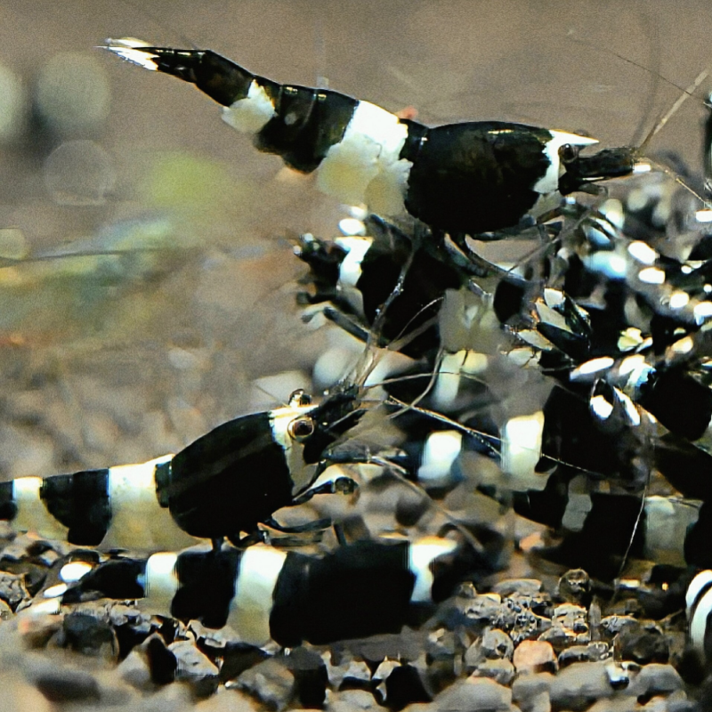 Panda garnalen in een nano-aquarium met planten – Caridina garnalen verzorging en kopen