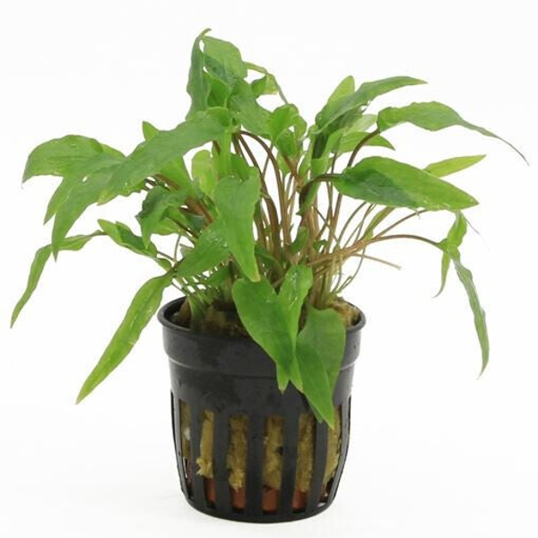 Cryptocoryne Wendtii Green