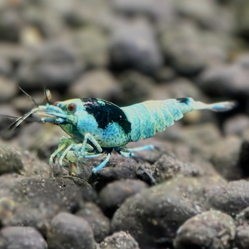 Blue Shadow Mosura garnalen in aquarium te bestellen