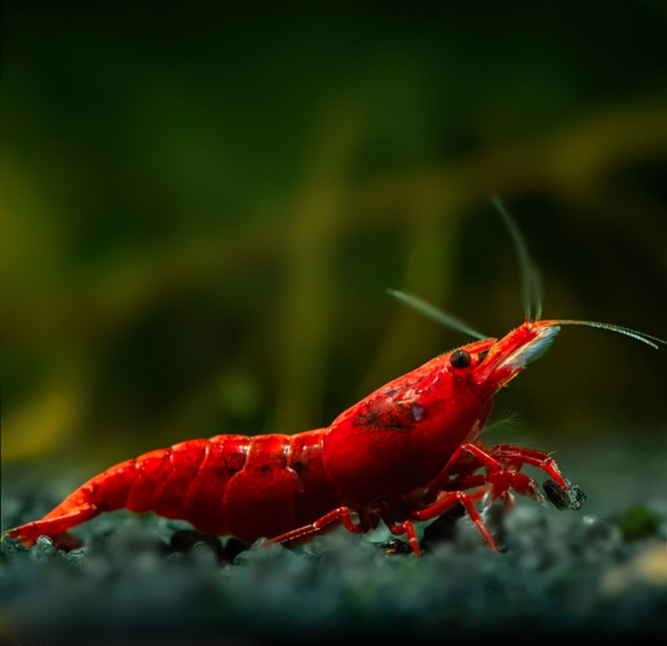 Painted Fire Red (Neocaridina)