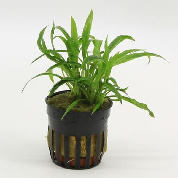 Cryptocoryne costata
