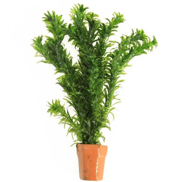 Zuurstofplantje aquarium Elodea Densa