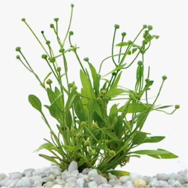 Echinodorus Tenellus - Bodembedekker