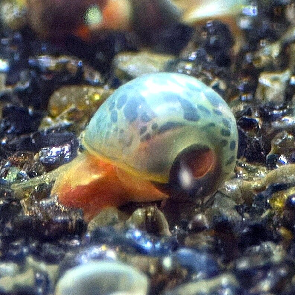 Posthoornslak blauw luipaard