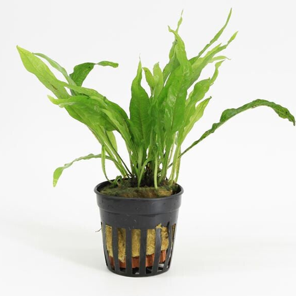 Microsorum Narrow Leaf