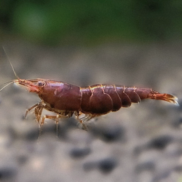 Chocolate garnalen (Neocaridina)