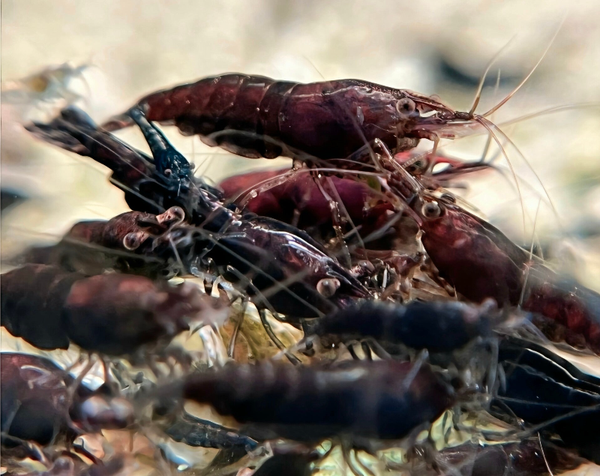 Chocolate Sakura garnalen (Neocaridina)